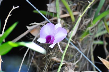 Bahçede mor orkide, beyaz ve mor orkide, orkide veya ORCHIDACEAE veya dendrobium enobi veya dendrobium orkidesi
