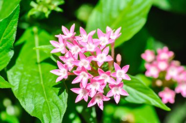 Pentas lanceolata, Mısır yıldız kümesi veya RUBIACEAE veya Mısır yıldız kümesi veya bahçedeki yıldız çiçeği veya pembe çiçek