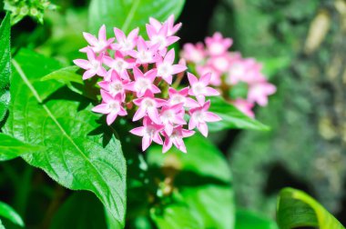 Pentas lanceolata, Mısır yıldız kümesi veya RUBIACEAE veya Mısır yıldız kümesi veya bahçedeki yıldız çiçeği veya pembe çiçek