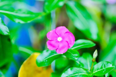 Catharanthus Roseus G Don, APOCYNACEAE veya Madagaskar menekşesi veya Vinca veya Yaşlı Kız kurusu veya pembe çiçek