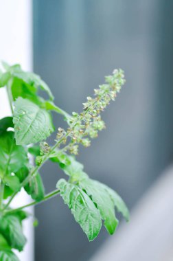 Fesleğen veya kutsal fesleğen, tatlı fesleğen veya Ocimum tenüflorum veya Kutsal fesleğen veya Lamiaceae bitkisi ve çiçek