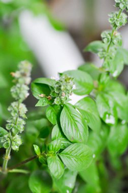 Ocimum bazilika linn, Sweet Basil or Thai Basil veya LABIATAE veya LAMIACEAE bitki ve çiçek