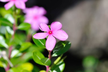 Catharanthus Roseus G Don, APOCYNACEAE veya Madagaskar menekşesi veya Vinca veya Yaşlı Kız kurusu veya pembe çiçek