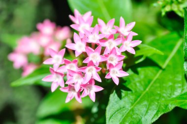 Pentas lanceolata, Mısır yıldız kümesi veya RUBIACEAE veya Mısır yıldız kümesi veya bahçedeki yıldız çiçeği veya pembe çiçek