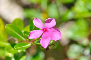 Catharanthus Roseus G Don, APOCYNACEAE veya Madagaskar menekşesi veya Vinca veya Yaşlı Kız kurusu veya pembe çiçek