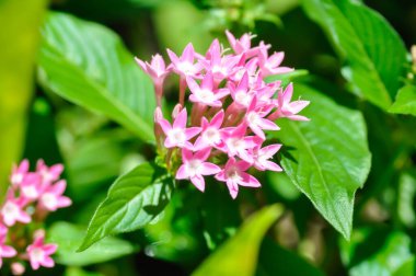 Pentas lanceolata, Mısır yıldız kümesi veya RUBIACEAE veya Mısır yıldız kümesi veya bahçedeki yıldız çiçeği veya pembe çiçek