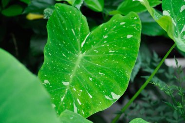 Colocasia samanyolu ya da Colocasia çeşitliliği ya da iki renkli bitki ya da Colocasia