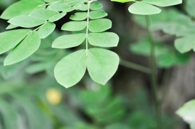 Yağmur ağacı ya da Samanea saman, LEGUMINOSAE MIMOSOIDEAE ya da Bahçedeki Yağmur Ağacı yaprağı