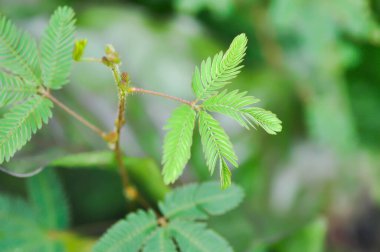 Hassas bitki, Shameplant veya Sleeping grass veya Mimosa hispidula Kunth veya Mimosa pudica L veya ot bitkisi