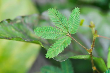 Hassas bitki, Shameplant veya Sleeping grass veya Mimosa hispidula Kunth veya Mimosa pudica L veya ot bitkisi