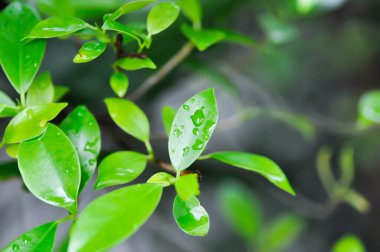 banyan ağacı veya Ficus annulata veya fius bengalensis ve yağmur damlası veya çiy damlası