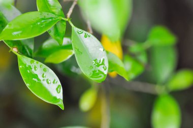 banyan ağacı veya Ficus annulata veya fius bengalensis ve yağmur damlası veya çiy damlası