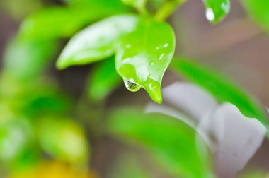 banyan ağacı veya Ficus annulata veya fius bengalensis ve yağmur damlası veya çiy damlası