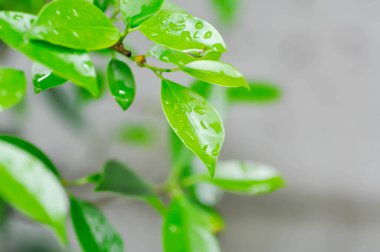 banyan ağacı veya Ficus annulata veya fius bengalensis ve yağmur damlası veya çiy damlası