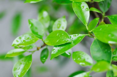 banyan ağacı veya Ficus annulata veya fius bengalensis ve yağmur damlası veya çiy damlası