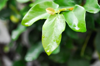 Ficus pumila ya da tırmanan incir ya da MoraceAE ve çiy damlası ya da yağmur damlası