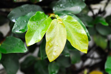 Ficus pumila ya da tırmanma inciri ya da moraseAE ve çiy damlası