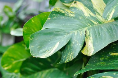 Epipremnum aureus Engl, ARACEAE veya Devils Ivy veya Golden Pothos veya Hunters Robe veya Epipremnum aureum veya Araceae veya bicolor leaf veya bicolor plant