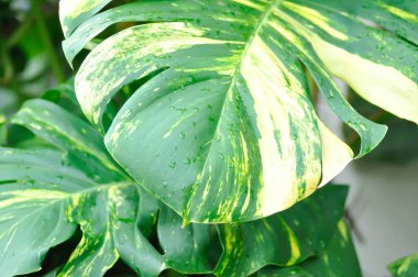 Epipremnum aureus Engl, ARACEAE veya Devils Ivy veya Golden Pothos veya Hunters Robe veya Epipremnum aureum veya Araceae veya bicolor leaf veya bicolor plant