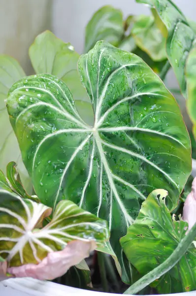 Philodendron Gloriosum, Philodendron bitki ve çiy damlası ya da yaprağın üzerine yağmur damlası