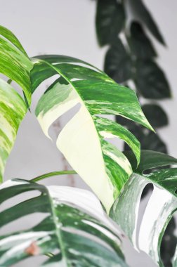 Epipremnum, Epipremnum Pinnatum Variegata ya da Epipremnum pinnatum çeşitlendirilmiş albo ya da bicolor bitkisi