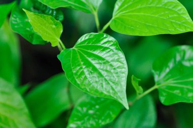 Vahşi Betel Yaprağı, Piper Sarmentosum Roxb veya Piper Lolot veya Vahşi Betel veya Sebze