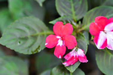 Balsaminaceae, Impatiens hawkeri W Bull Yeni Gine Melezleri veya Yeni Gine İmpatiens veya kırmızı ve beyaz çiçek veya iki renkli çiçek