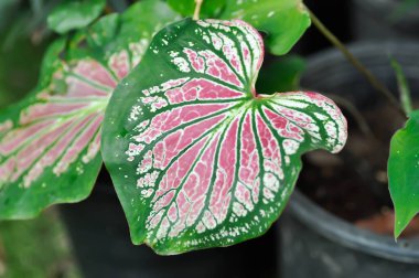 Caladium, Caladium ThaiBeauty veya Dieffenbachia seguine veya Caladium bicolor veya Araceae veya pembe yaprak veya pembe ve yeşil yaprak