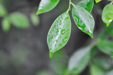 banyan ağacı veya Ficus annulata veya fius bengalensis ve yağmur damlası veya çiy damlası