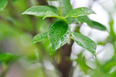 banyan ağacı veya Ficus annulata veya fius bengalensis ve yağmur damlası veya çiy damlası