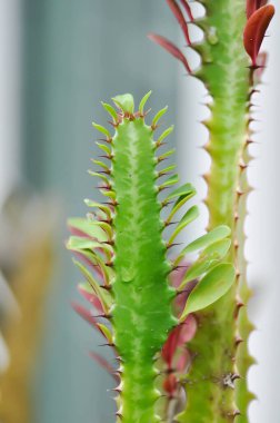 Euphorbia veya Euphorbia mayurnathanii, Euphorbia lactea veya Euphorbia lacei Craib veya succulent