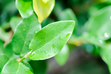 Ficus pumila veya tırmanma inciri veya moraseAE ve yağmur damlası veya çiy damlası