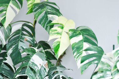 Epipremnum, Epipremnum Pinnatum Variegata ya da Epipremnum pinnatum çeşitlendirilmiş albo ya da bicolor bitkisi