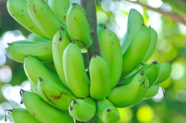 Muz, Musa sapientum Linn veya Kluai Khai veya muz ağacında muz tohumu veya Musaceae veya Lady Finger veya meyve bahçesinde Pisang Mas