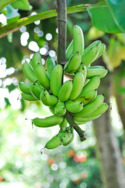 Muz, Musa sapientum Linn veya Kluai Khai veya muz ağacında muz tohumu veya Musaceae veya Lady Finger veya meyve bahçesinde Pisang Mas