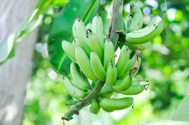 Muz, Musa sapientum Linn veya Kluai Khai veya muz ağacında muz tohumu veya Musaceae veya Lady Finger veya meyve bahçesinde Pisang Mas