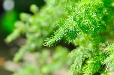 Kuşkonmaz yoğunluğu, ASPARAGACEAE veya Kuşkonmaz yoğunluğu, Kunth Jessop veya Kuşkonmaz eğreltiotu veya eğreltiotu bitkisi.