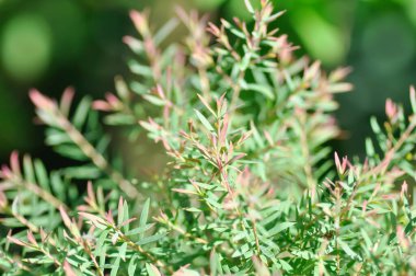 Juniperus sp, CUPRESSACEAE veya pembe bitki veya pembe ve yeşil yaprak