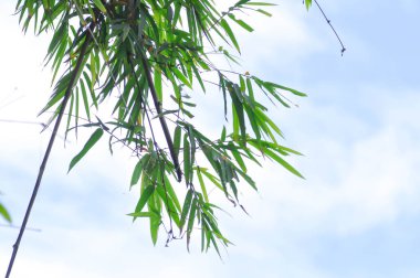 Bambu, GRAMINEAE veya POACEAE veya Bambusa Arundinacea Willd veya Thorn Bamboo veya Dikenli Bambu ve gökyüzü arkaplanı