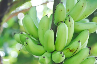 Muz, Musa sapientum Linn veya Kluai Khai veya muz ağacında muz tohumu veya Musaceae veya Lady Finger veya meyve bahçesinde Pisang Mas