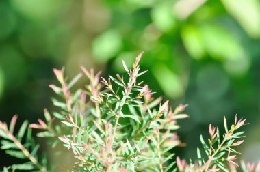 Juniperus sp, CUPRESSACEAE veya pembe bitki veya pembe ve yeşil yaprak