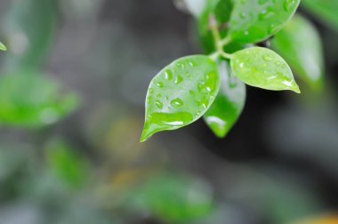 banyan ağacı veya Ficus annulata veya fius bengalensis ve yağmur damlası veya çiy damlası