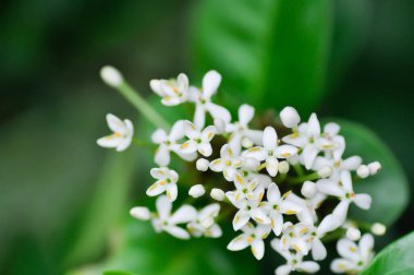 Ixora ebarbata Craib, Ixora finlaysoniana Wall ex G Don veya Ixora lucida R Br ex Hook f veya rubiaceae veya siyam beyazı Ixora veya beyaz çiçek