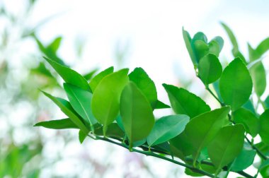 Kaffir kireç bitkisi veya RUTACEAE, Citrus hystrix DC veya Kaffir limonu veya sülük limonu veya Mauritius papeda bitkisi