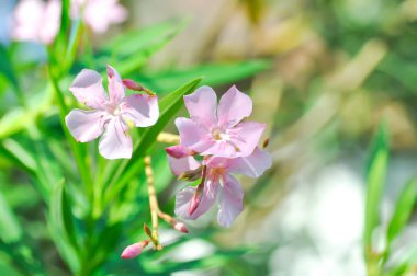 Neryum zakkum, APOCYNACEAE veya APOCYNOIDEAE veya Nerium indicum Mill veya Nerium odorum Aiton veya Nerium zakkum L veya Oleander veya Rose Bay veya Sweet Oleander veya pembe çiçek