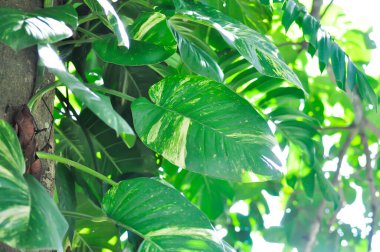 Epipremnum aureus Engl, ARACEAE veya Devils Ivy veya Golden Pothos veya Hunters Robe veya Epipremnum aureum veya Araceae veya iki renkli yaprak ağaçta