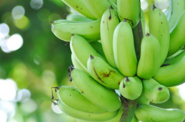 Muz, Musa sapientum Linn veya Kluai Khai veya muz ağacında muz tohumu veya Musaceae veya Lady Finger veya meyve bahçesinde Pisang Mas