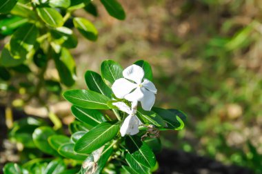 ludwigia adscendens , West Indian paeriwinkle or Catharanthus roseus or Vinca or Old maid or Madagasgar periwinkle or white flower