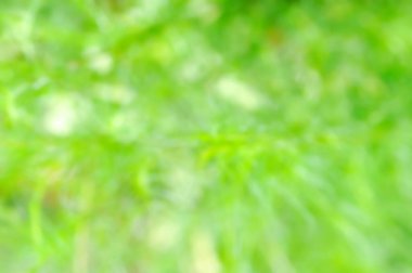 green background , leaves background or blur background or or Asteraceae, Eupatorium capillifolium or  Eupatorium capillifolium Lam Small ex Porter and Britton or nature background