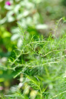 Asteraceae, Eupatorium capillifolium or  Eupatorium capillifolium Lam Small ex Porter and Britton plant